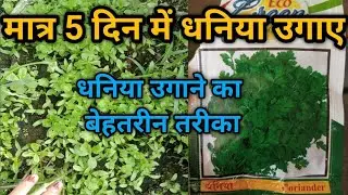 Grow coriander in just 5 days | Grow coriander | how to grow coriander |