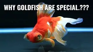 The Beauty and Secrets of Goldfish 🐟🫧
