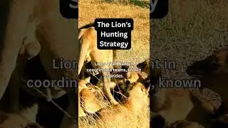 The Lion's Hunting Strategy #Lions #SavannaSafari #LionLegends #WildlifeWonders #BigCatFacts