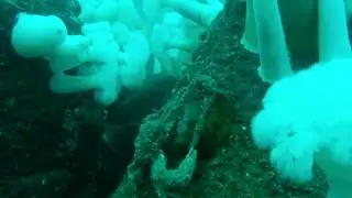 The Big Cauliflower alias The Metridium Field