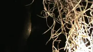 Florida Primate Scream (Clear Audio) Could This Be The Skunk Ape?