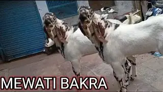 LAL KUA KUCHA PANDIT KA MEWATI BAKRA JAMA MASJID 2022