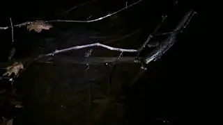 Spotted Salamander Migration Warren County Pennsylvania