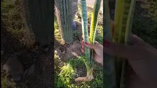 Planting a Snake Plant Outside