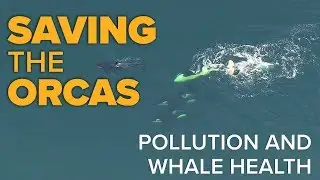 Saving the Orcas: Pollution and Whale Health
