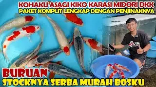 PAKET KOMPLIT SERBA MURAH !! REVIEW STOCK IKAN KOI DI GROUP CS SALIS ☑️ SERBU ADA BORONGAN RESELLER