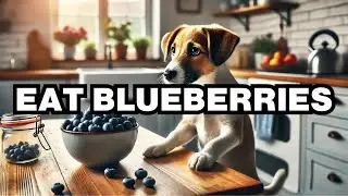 Can Dogs Eat Cooked Eggs? Explained