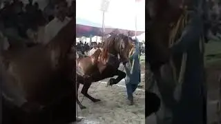 Jhang Horse dance