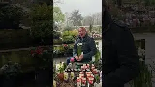 Забыли луковицы? Садовые центры вас выручили! #растения #сад #весна