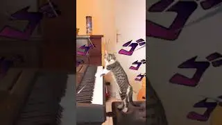 Cat Giorno