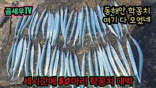 동해 학꽁치 일타 일피 포인트 공개. 도보 갯바위 던지면 무는 곳. 주차부터 포인트 진입 공개. 학꽁치 큰 사이즈 잡는 꿀팁 공개