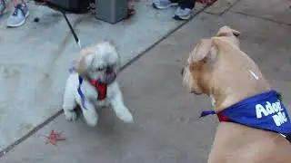 PAWS Atlanta Wags N' Walks
