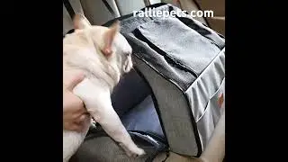 Portable Foldable Car Dog Crate - perfect for travel - zip in safety and anchor into automobile