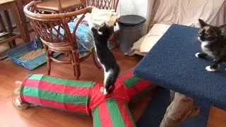 Kitten Launches Like A Missile