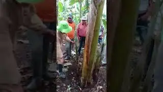 Deshije en platano