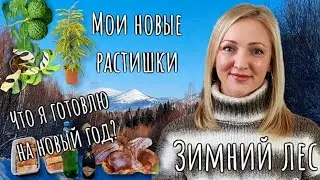 Про новогодний стол, новые растишки и зимний лес.
