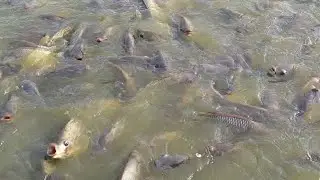 Amazing fisherman skills Net fishing video/unbelievable big Fishing video/Viral/fishing/Viralvideo/