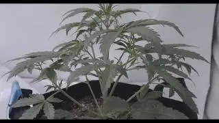 00 Seeds Do Si Dos Cookies Day 19