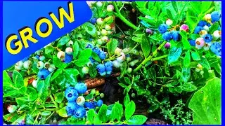 Growing Blueberries in California or Anywhere Else (ABUNDANCE)