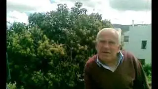 Tito cedraco