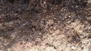 Territorial displays (head bobbing) in Long Nosed Leopard Lizard.