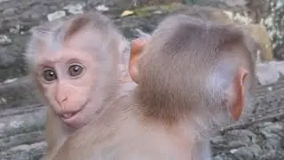 Short Video Baby Monkey Life ! How do they do everyday? #shortvideo #babymonkey #babyanimal 