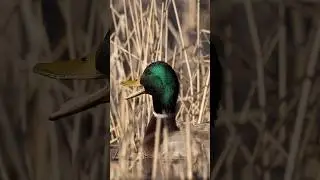 Sound Up🔊 | 🎥Matthew Ryan Bielski #knockinducks #waterfowl #mallards #outdoors #fowl #wildlife