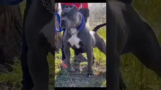 pitbull dog attitude shorts video #dog #shorts #status #pitbull