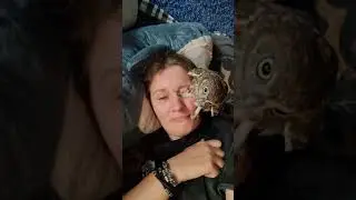 A brutal attack by an owl on a person. Little owl Evilshine #shorts
