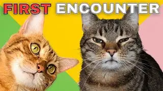 How to Introduce a Cat to a Cat Without Drama 🐈 Step-by-Step Guide 🐈