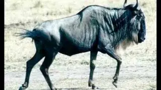 Flanders And Swann - The Gnu Song
