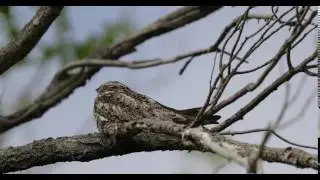 Common nighthawk - Chordeiles minor