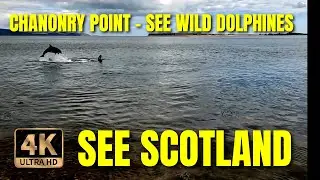 Place where you can see wild dolphins swimming by the shore  | Chanonry Point | HIGHLANDS | Scotland