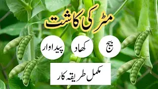 Matar ki kasht in pakistan || Peas farming in pakistan