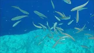 Bogue - Sea Stuff - www.seastuff.com
