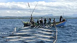 Incredible Needlefish Harvest &mdash; Massive Catch You Have to See