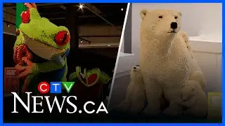 1M Lego pieces make wild exhibit