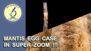 Mantis Egg Case under the Microscope. Unseen World in SUPER ZOOM!