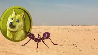 Ant Animation