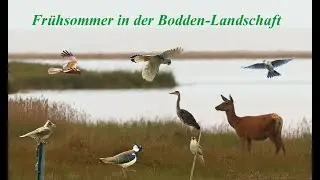 Fr&uuml;hsommer im Nationalpark Vorpommersche Boddenlandschaft, Vogelbeobachtungen, Tiere am Bodden