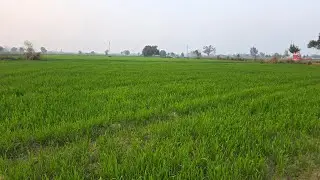 crop farming