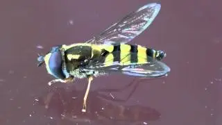 Flower Fly (Syrphidae: Syrphus?) Close-up