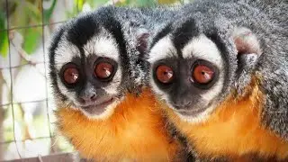 &iquest;C&oacute;mo son los Monos Nocturnos? - Animales Salvajes