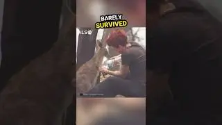Heart-warming rescue story #shorts