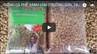 GIỐNG C&Agrave; PH&Ecirc; XANH L&Ugrave;N (TRƯỜNG SƠN, TS5) | Trung Luong B&aacute;