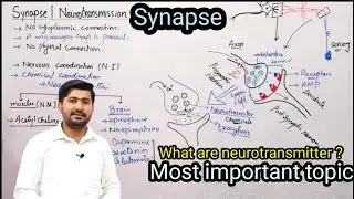 17.9 Synapse | Neurotransmission | Fsc 2nd year biology