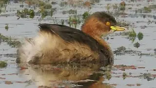 Cute Little-Grebe Looks For Food In The Lake