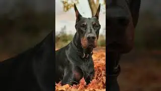 Top 5 easy trainable guard dogs | strong | தமிழ்