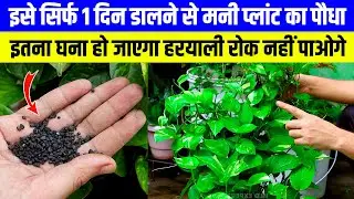👇By applying this just for 1 day 🌿the money plant will become so dense😱 | money plant growth hacks
