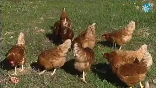 Huevos ecológicos en Castro del Río